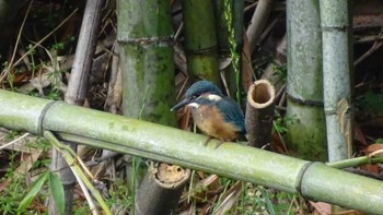 Common Kingfisher Unknown Spots Tue, 6/2/2020