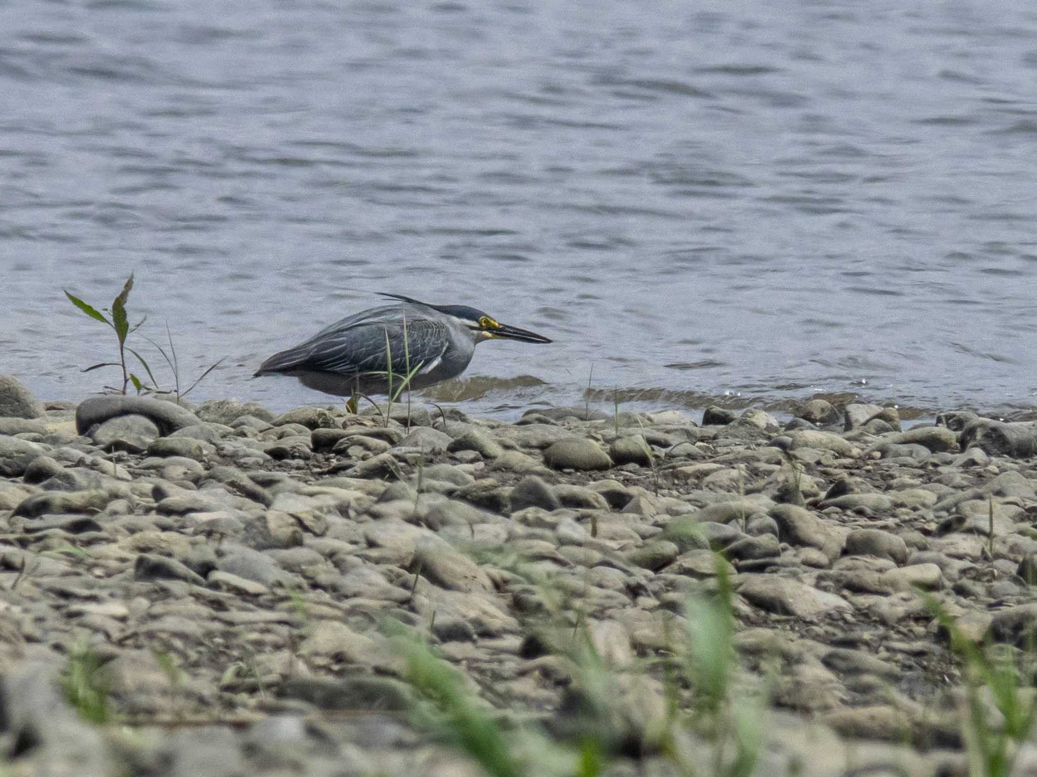 Photo of Striated Heron at 馬入ふれあい公園 by Tosh@Bird