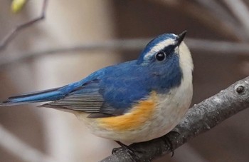 Red-flanked Bluetail Asahiyama Memorial Park Thu, 4/23/2020