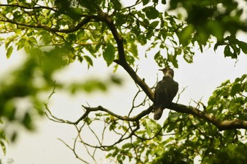 Oriental Cuckoo 陣馬山 Sun, 5/24/2020