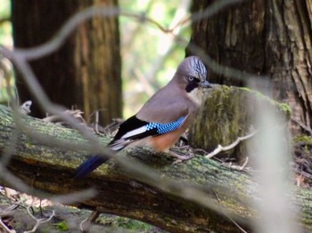 Eurasian Jay 経ヶ峰(津市) Tue, 6/2/2020