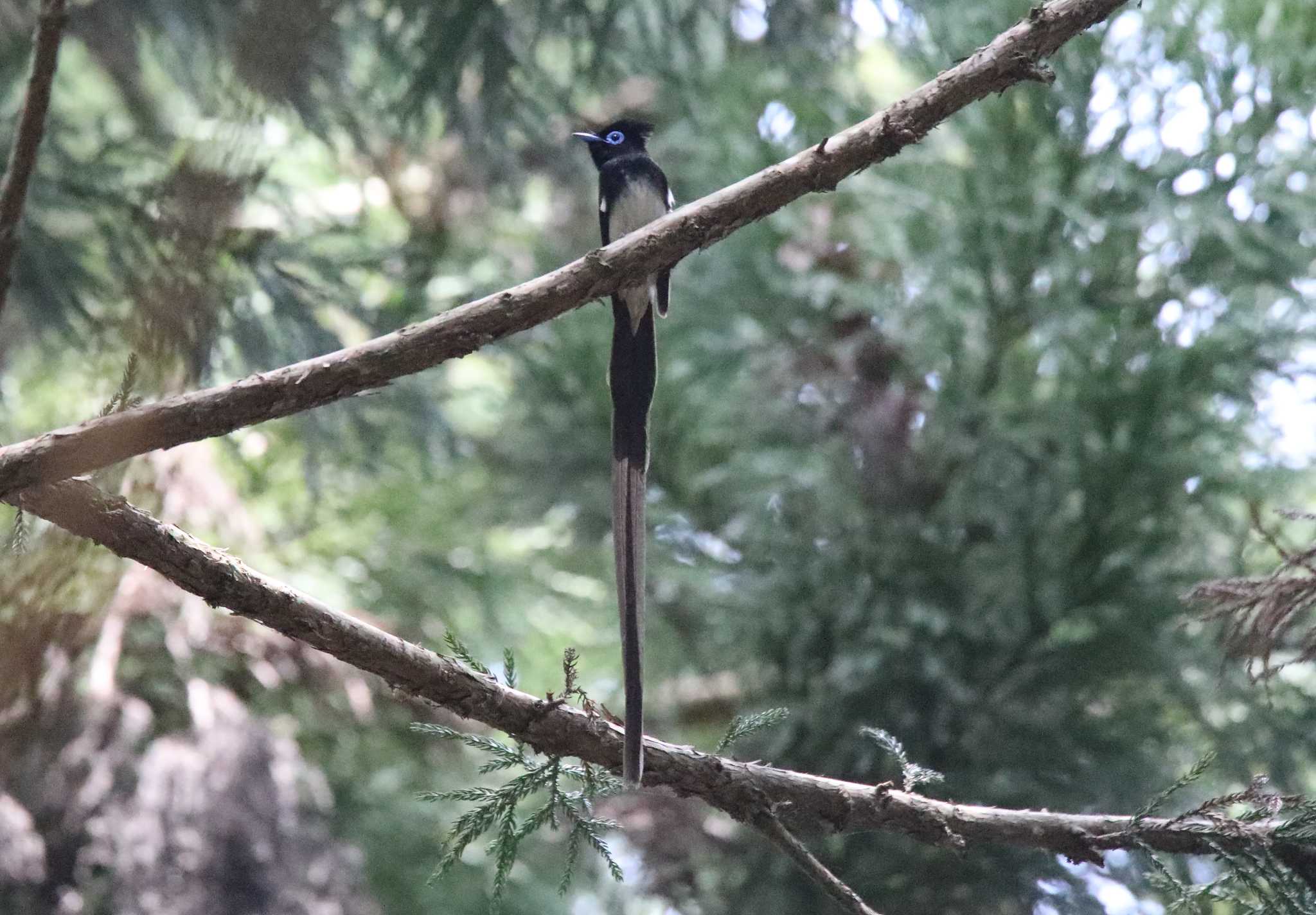 サンコウチョウ by Hokkaido.univ