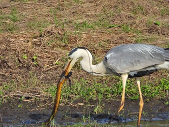 アオサギ 柏ふるさと公園 2020年6月2日(火)