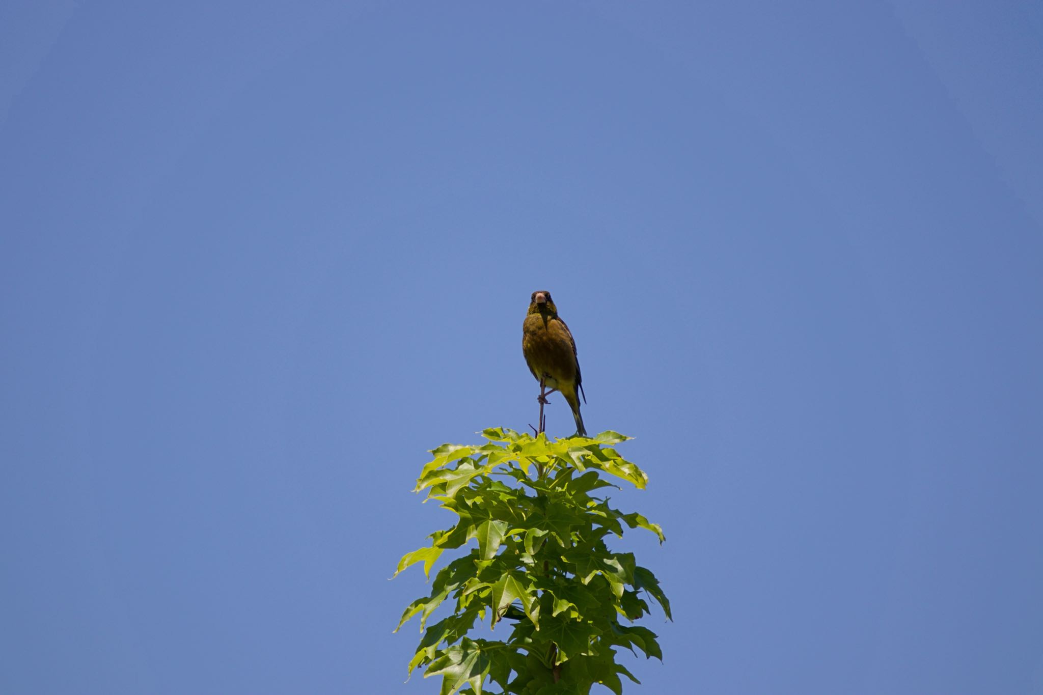 Photo of Grey-capped Greenfinch at 測量山 by たっきー