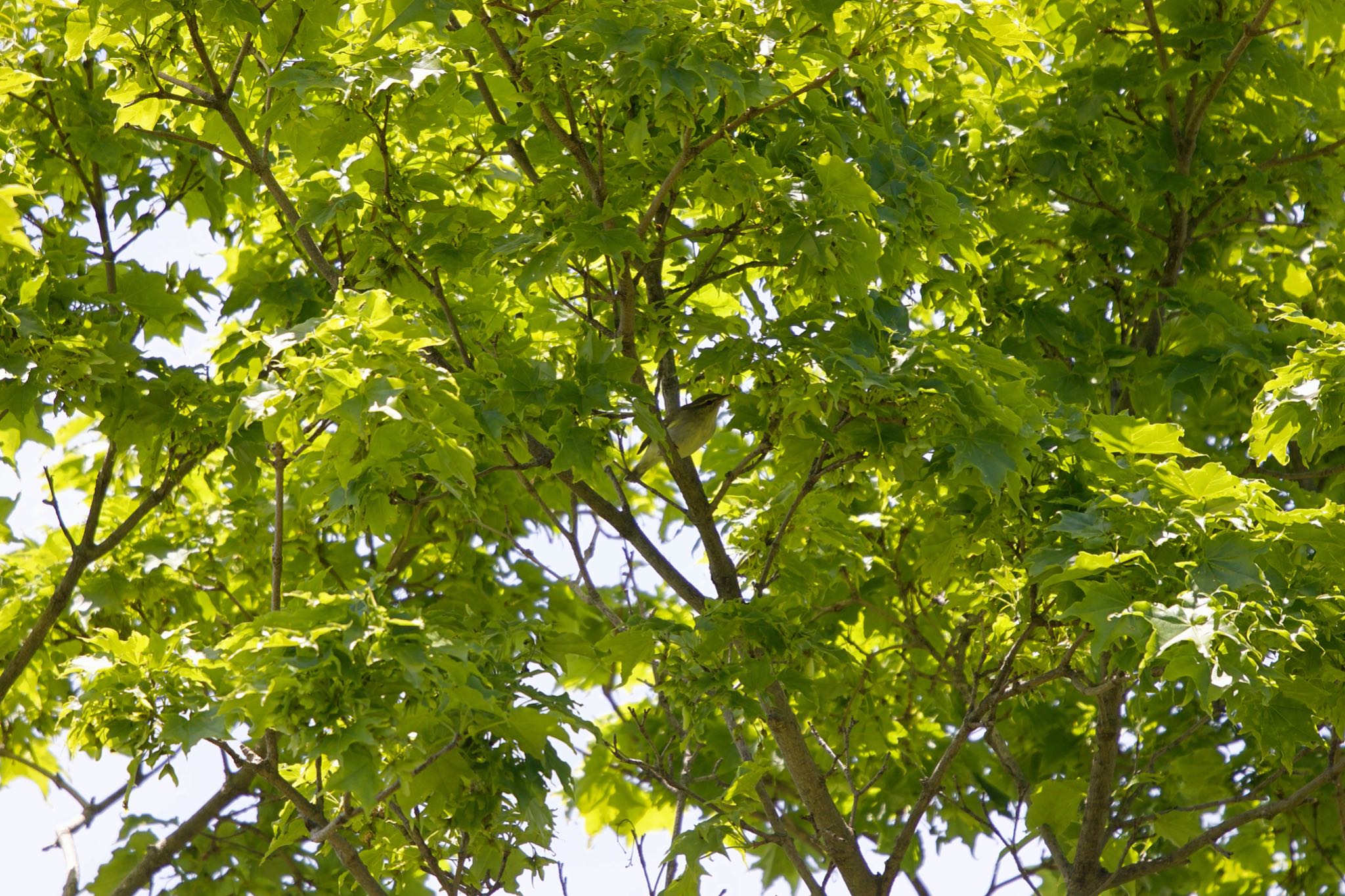 Photo of Eastern Crowned Warbler at 測量山 by たっきー