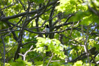 2020年6月2日(火) 測量山の野鳥観察記録