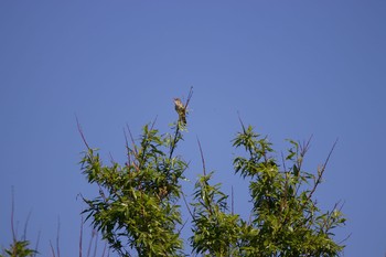 Oriental Reed Warbler 室蘭市 Tue, 6/2/2020