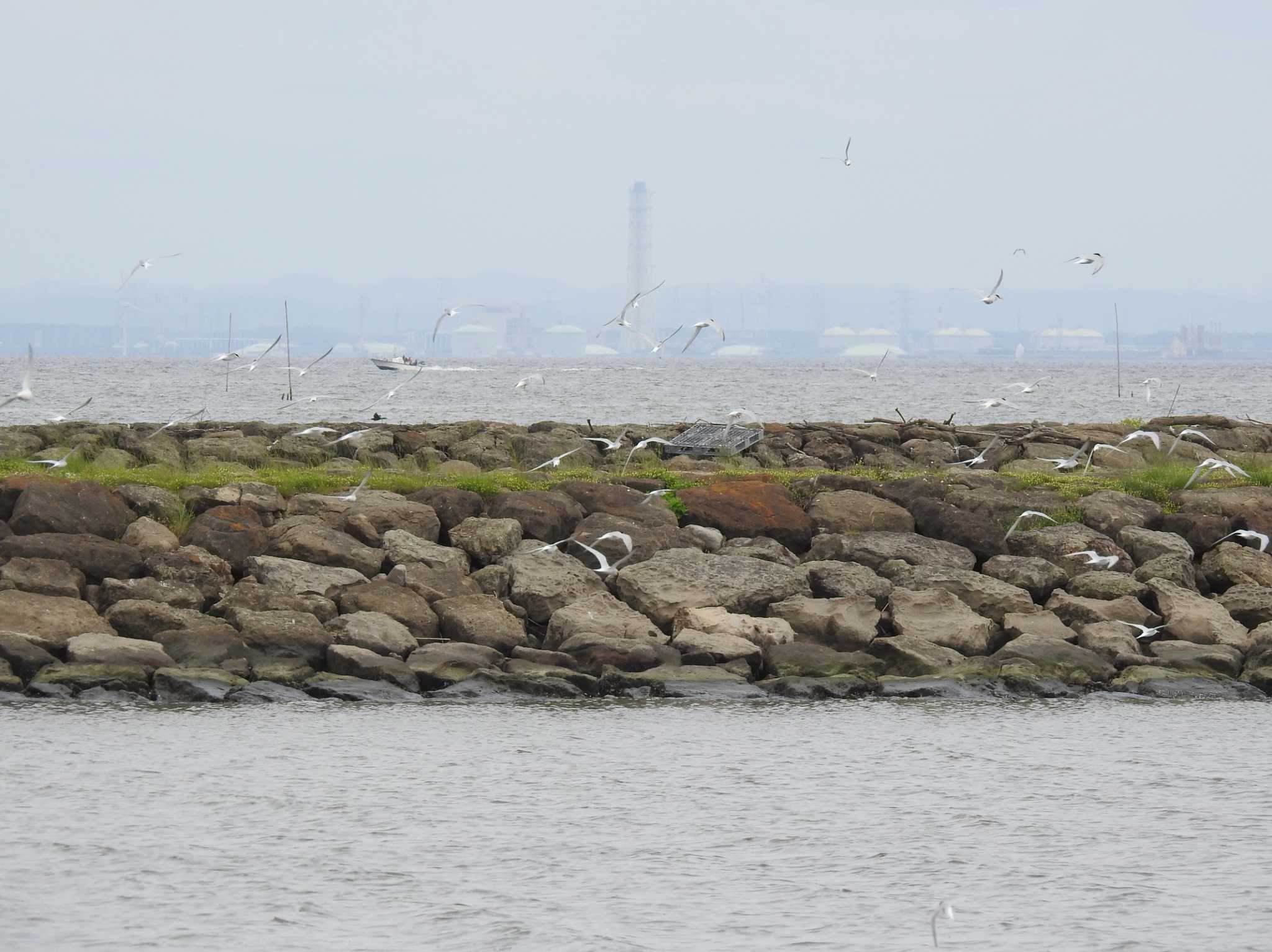 葛西臨海公園 コアジサシの写真