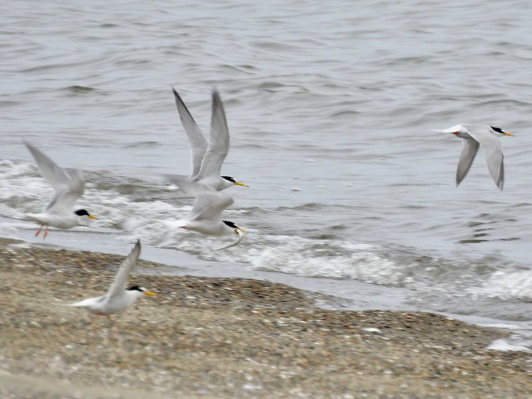 葛西臨海公園 コアジサシの写真