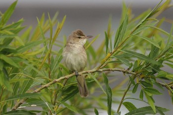 Oriental Reed Warbler 北海道　函館市　松倉川 Tue, 6/2/2020