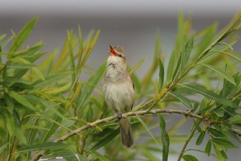 Oriental Reed Warbler 北海道　函館市　松倉川 Tue, 6/2/2020