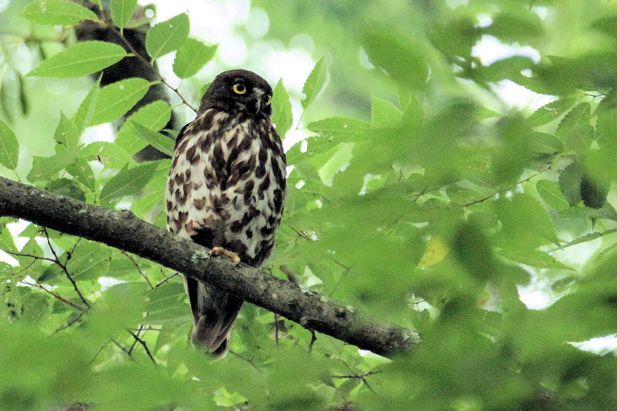  アオバズクの写真 by アカウント227