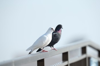 カワラバト 甲子園浜(兵庫県西宮市) 2017年11月5日(日)