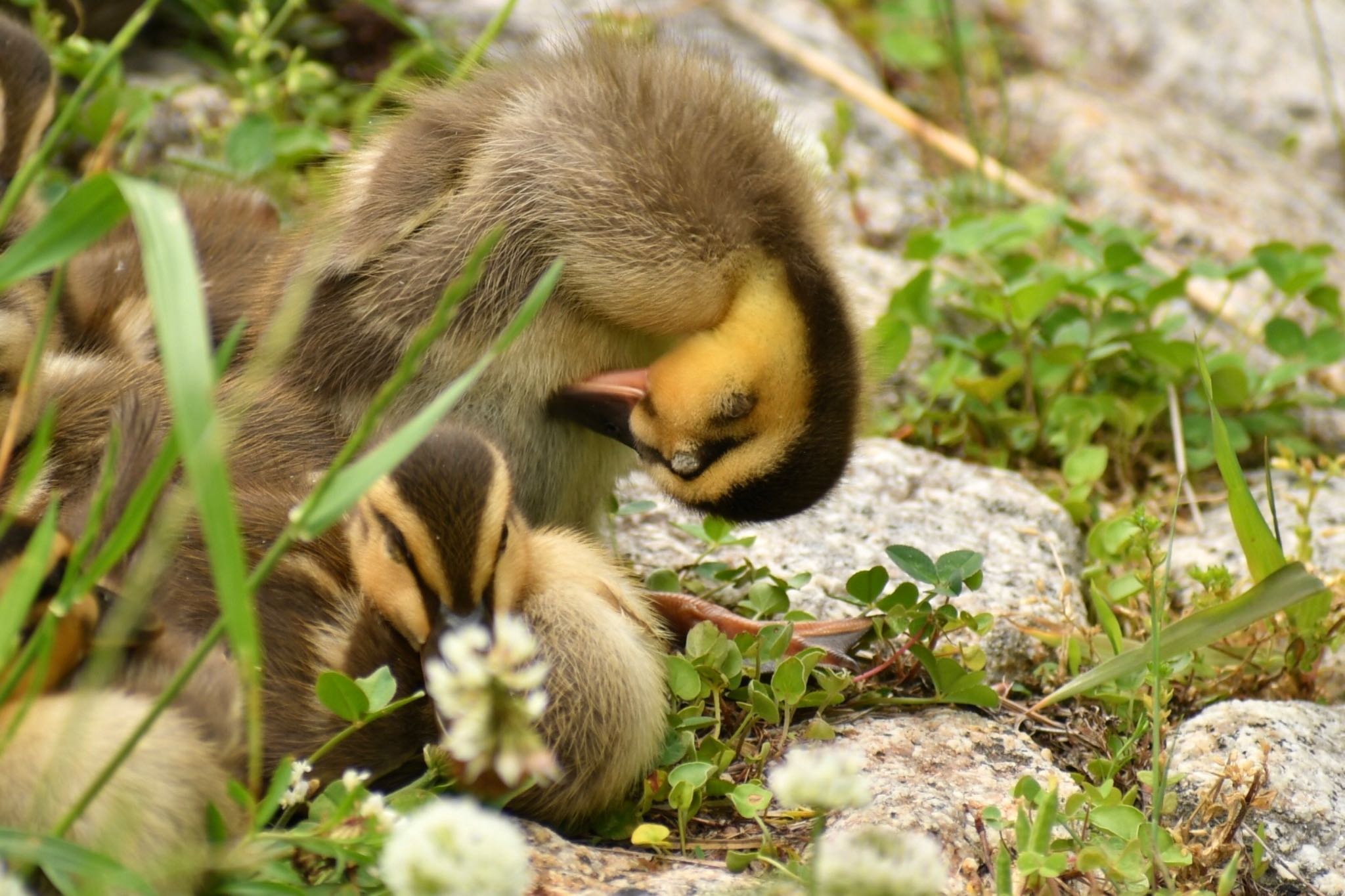  カルガモの写真