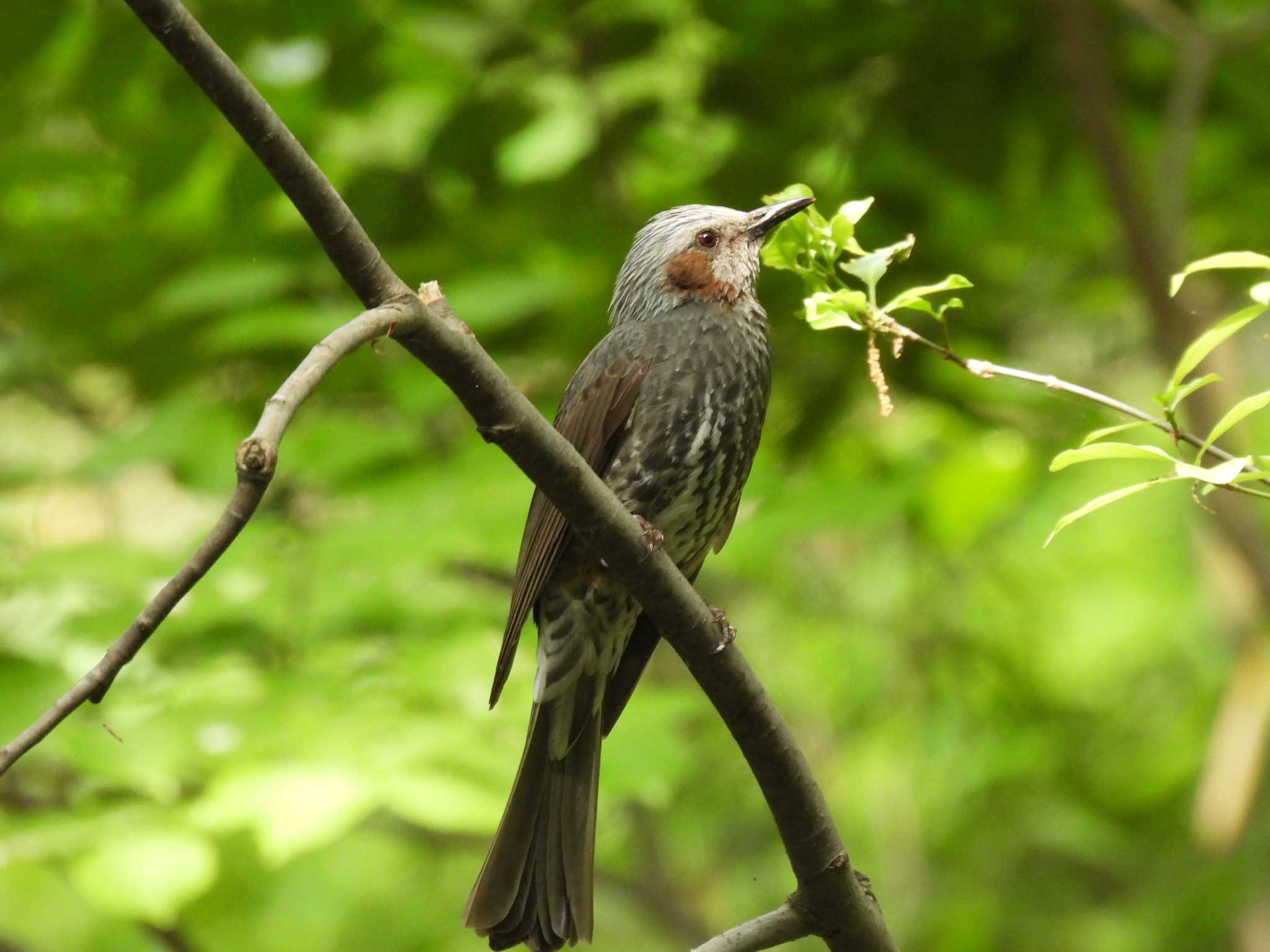 Photo of Brown-eared Bulbul at 東京都立桜ヶ丘公園(聖蹟桜ヶ丘) by taiga