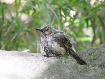 Brown-eared Bulbul 東京都立桜ヶ丘公園(聖蹟桜ヶ丘) Wed, 5/13/2020