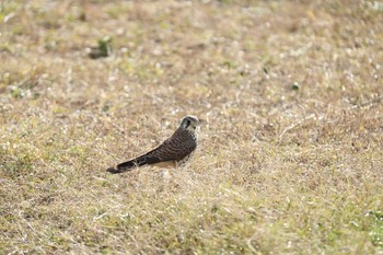 チョウゲンボウ 甲子園浜(兵庫県西宮市) 2017年11月23日(木)