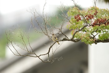 カワラヒワ 広島市・不動院 2016年6月11日(土)