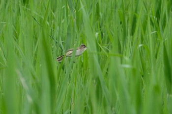 Oriental Reed Warbler 京都府 Sat, 5/30/2020