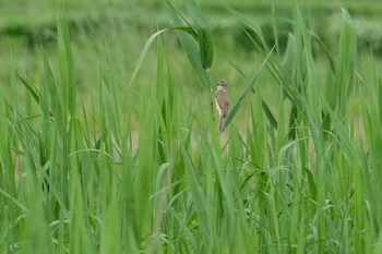 Oriental Reed Warbler 京都府 Sat, 5/30/2020