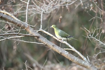 アオバト 西宮市生瀬 2018年1月1日(月)