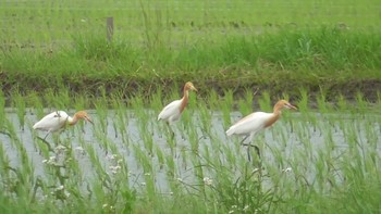 アマサギ 大久保農耕地 2020年5月31日(日)