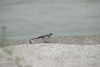 ハクセキレイ 広島県 2017年11月26日(日)