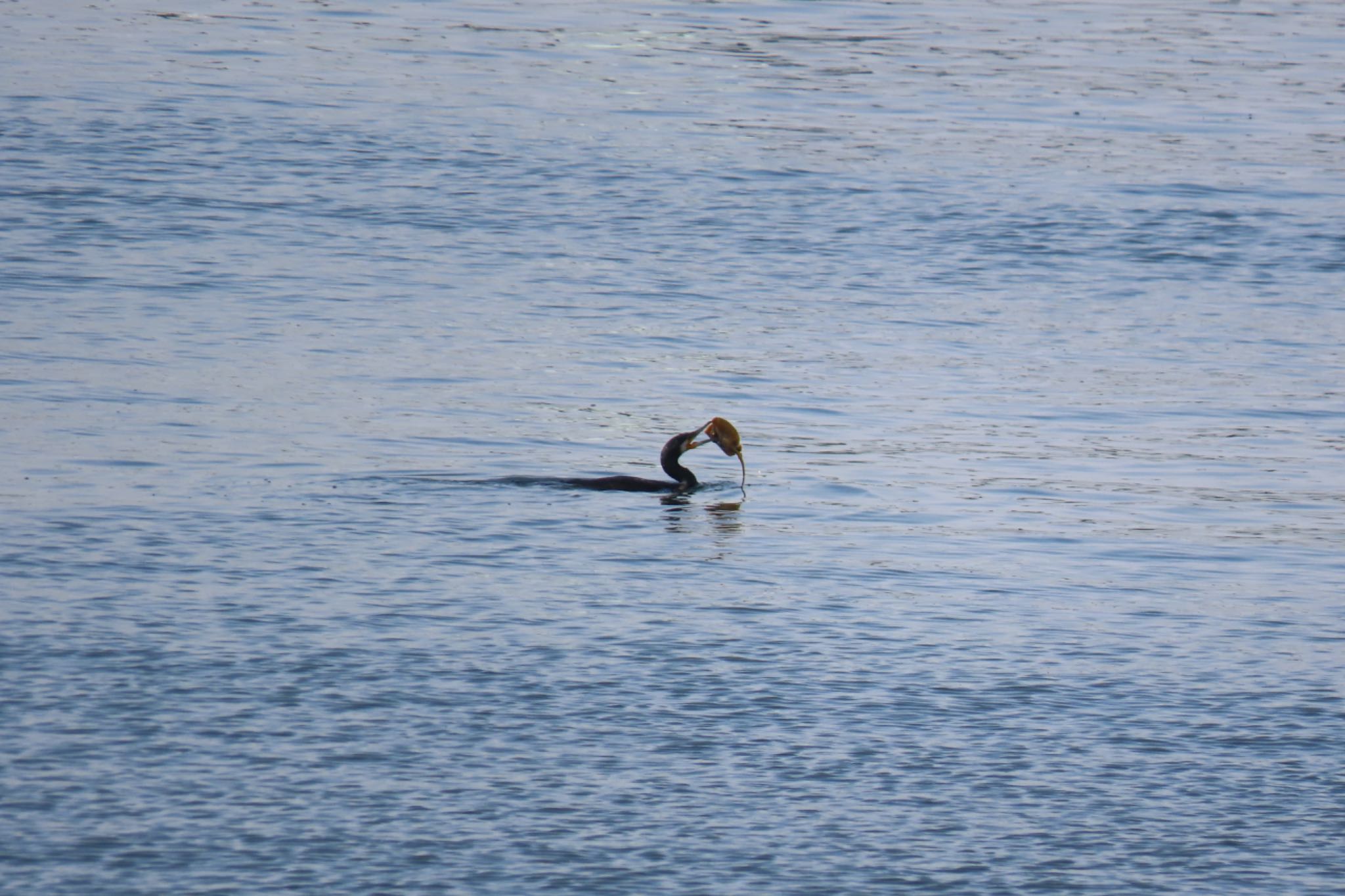 甲子園浜(兵庫県西宮市) カワウの写真