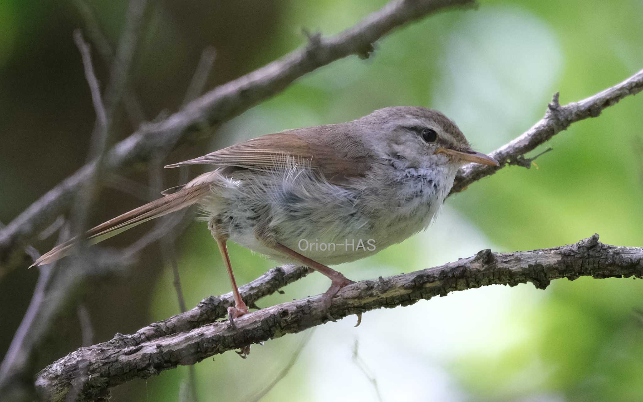 FUJIFILM X-T4 + SIGMA 100-400mm F5-6.3 DG OS HSM 