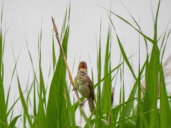 Oriental Reed Warbler 平塚田んぼ Sun, 5/31/2020