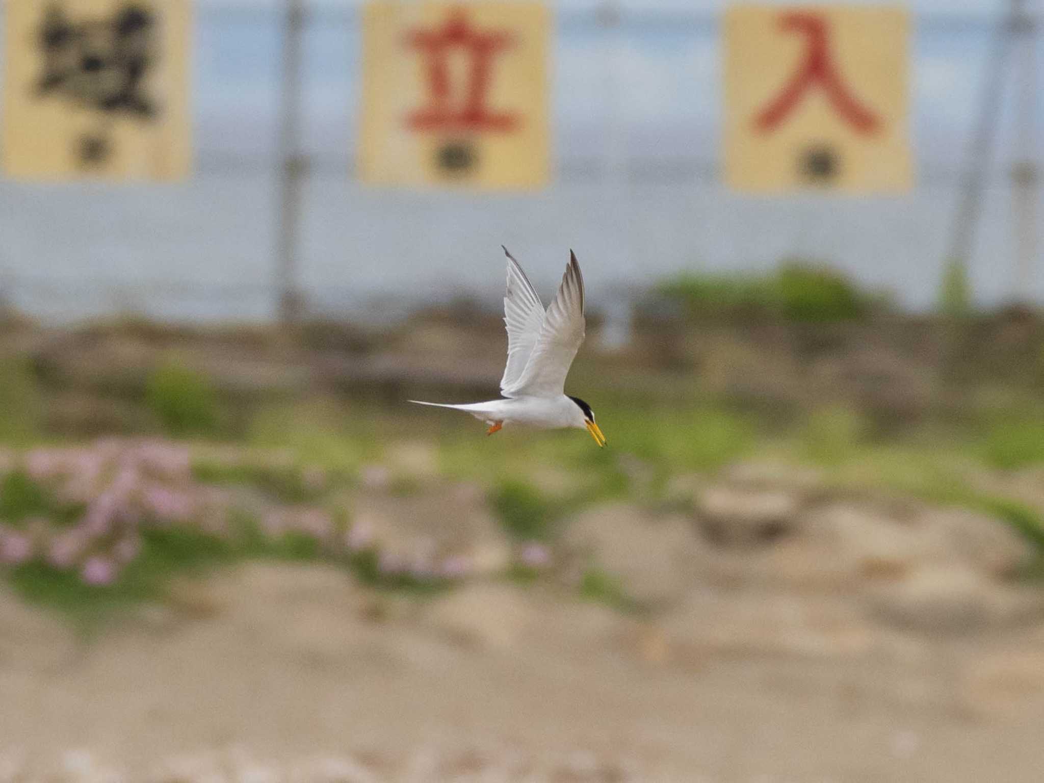 葛西臨海公園 コアジサシの写真