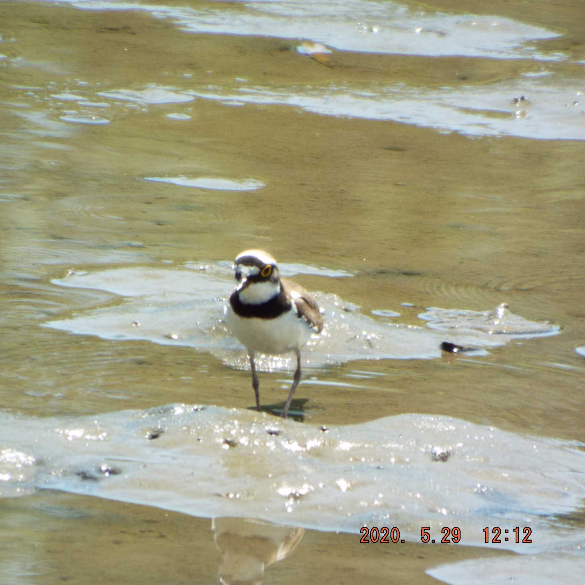 葛西臨海公園 コチドリの写真