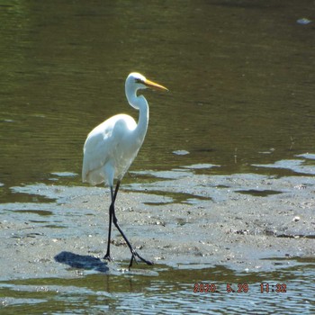 ダイサギ 葛西臨海公園 2020年5月29日(金)