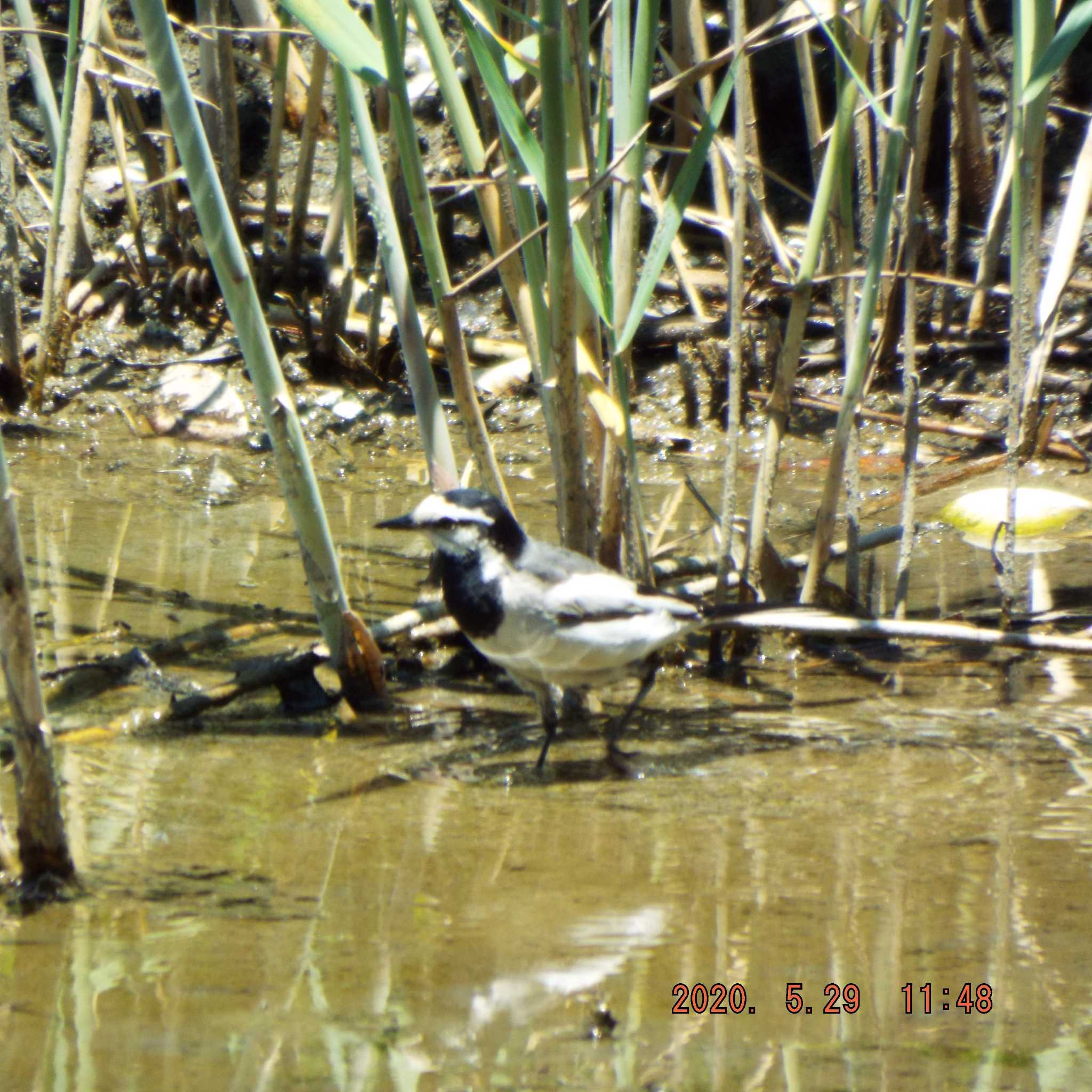 葛西臨海公園 ハクセキレイの写真