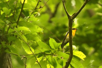 Narcissus Flycatcher 陣馬山 Sun, 5/24/2020