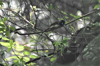 サンコウチョウ 八王子城跡 2020年6月2日(火)