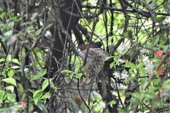 サンコウチョウ 八王子城跡公園 2020年6月2日(火)