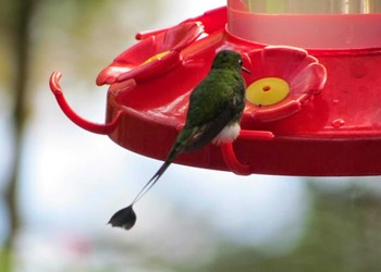 White-booted Racket-tail エクアドル　ミンド Fri, 7/15/2011