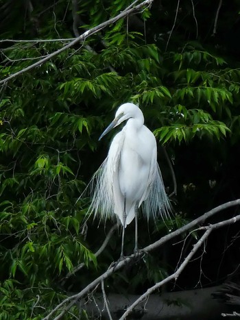 Great Egret 千葉県柏市 Fri, 5/29/2020