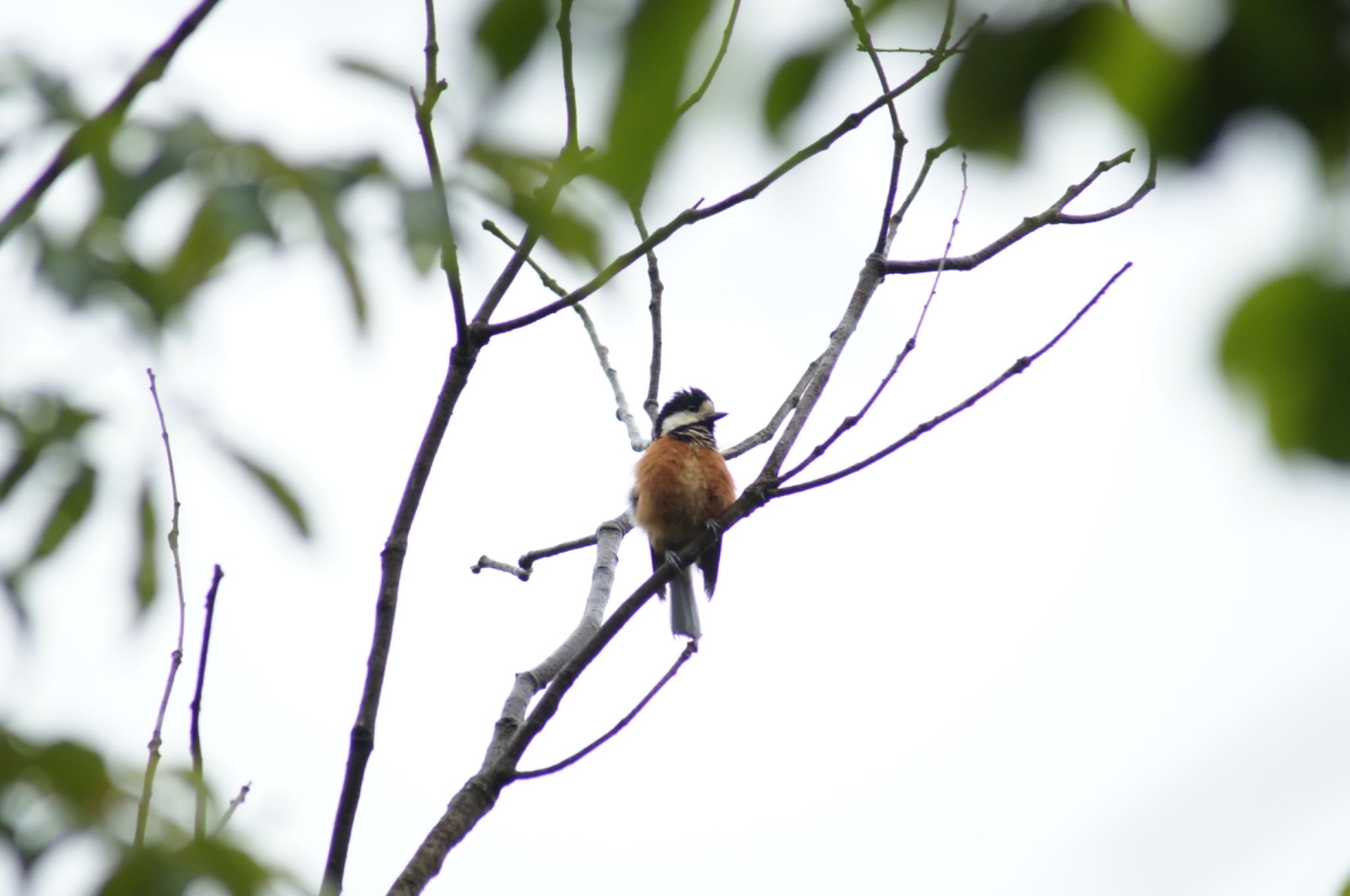 Photo of Varied Tit at 瀬戸市 by Kengo5150