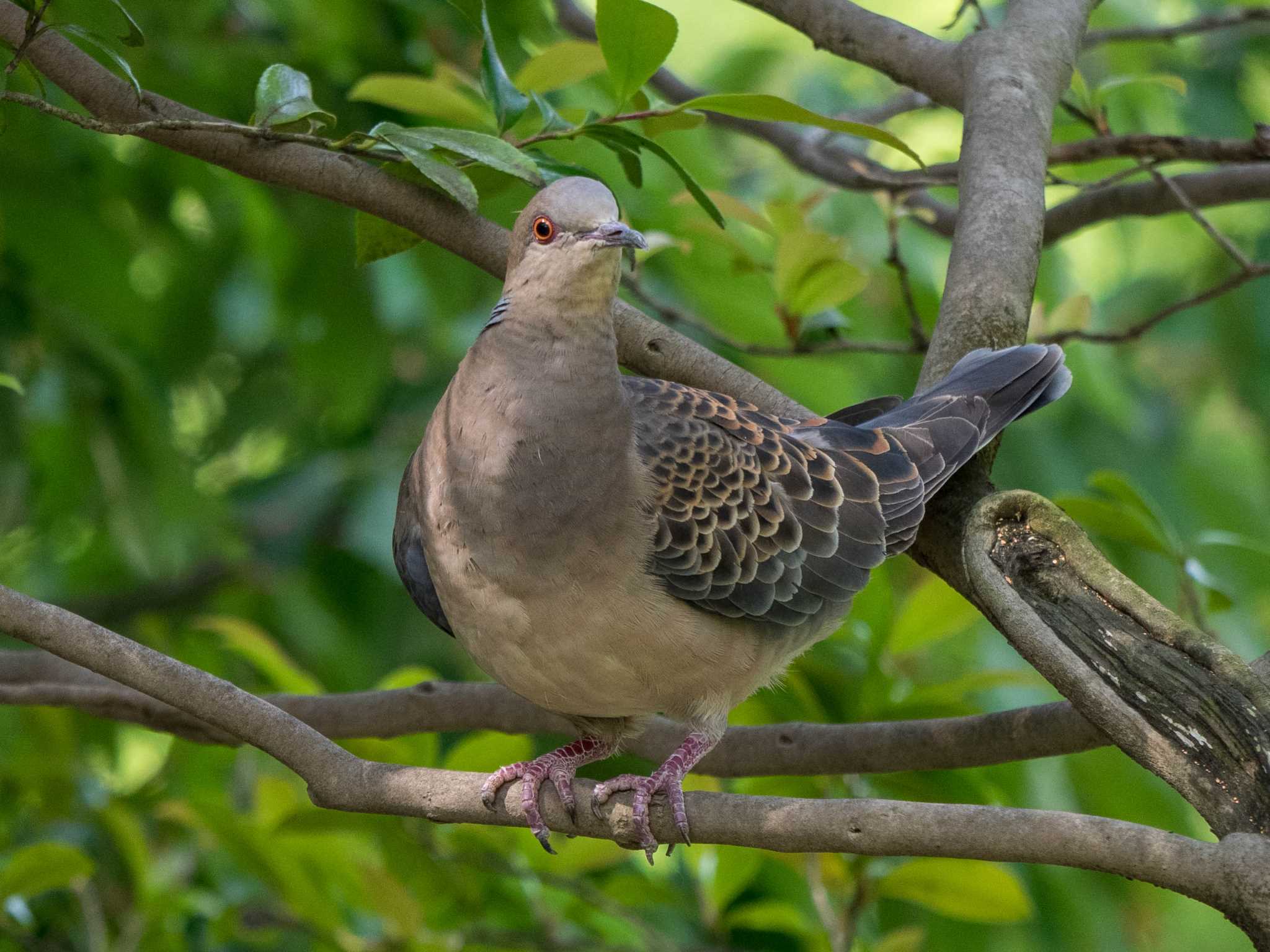 藤が丘公園 キジバトの写真 by Tosh@Bird