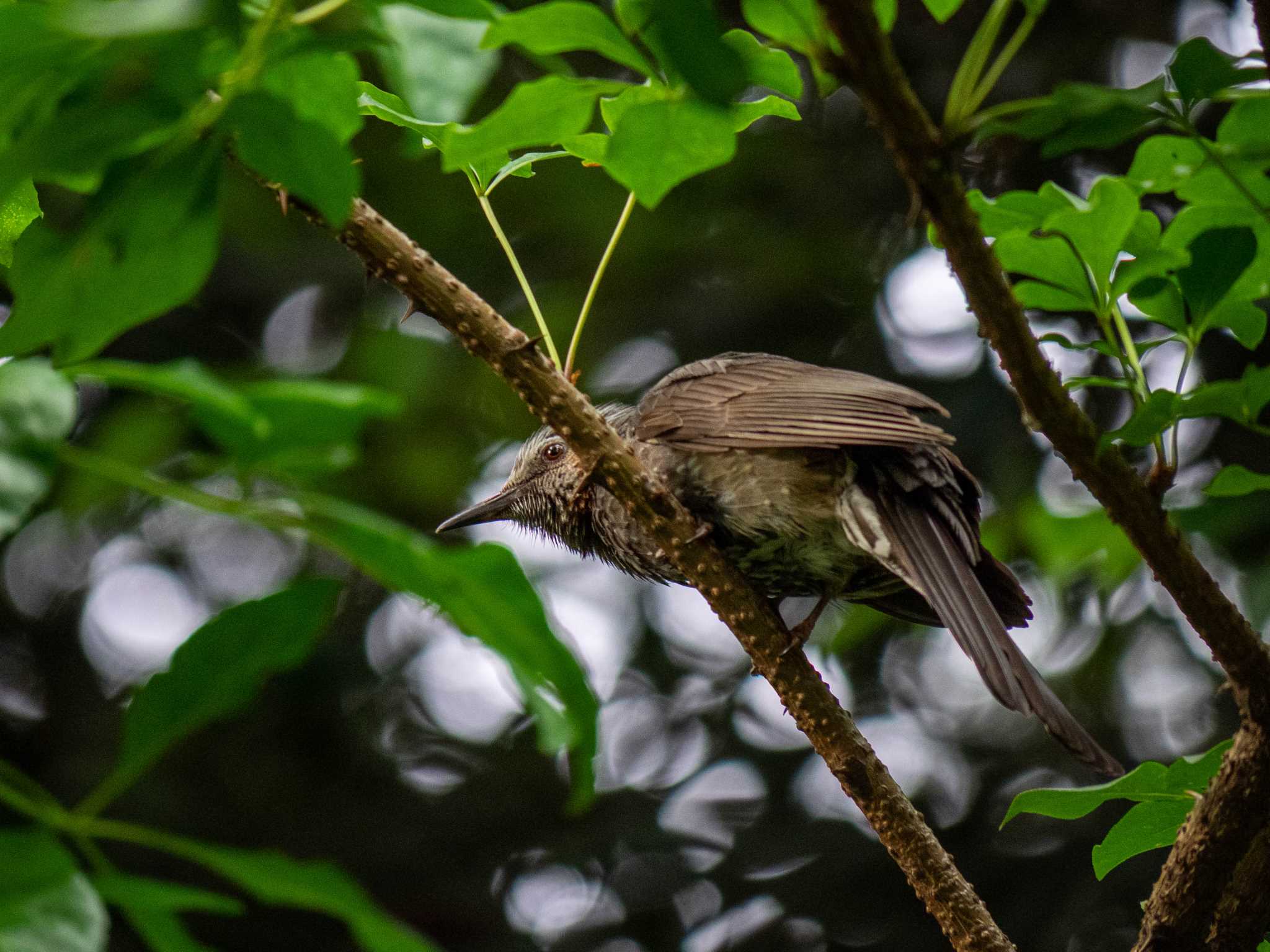 藤が丘公園 ヒヨドリの写真 by Tosh@Bird