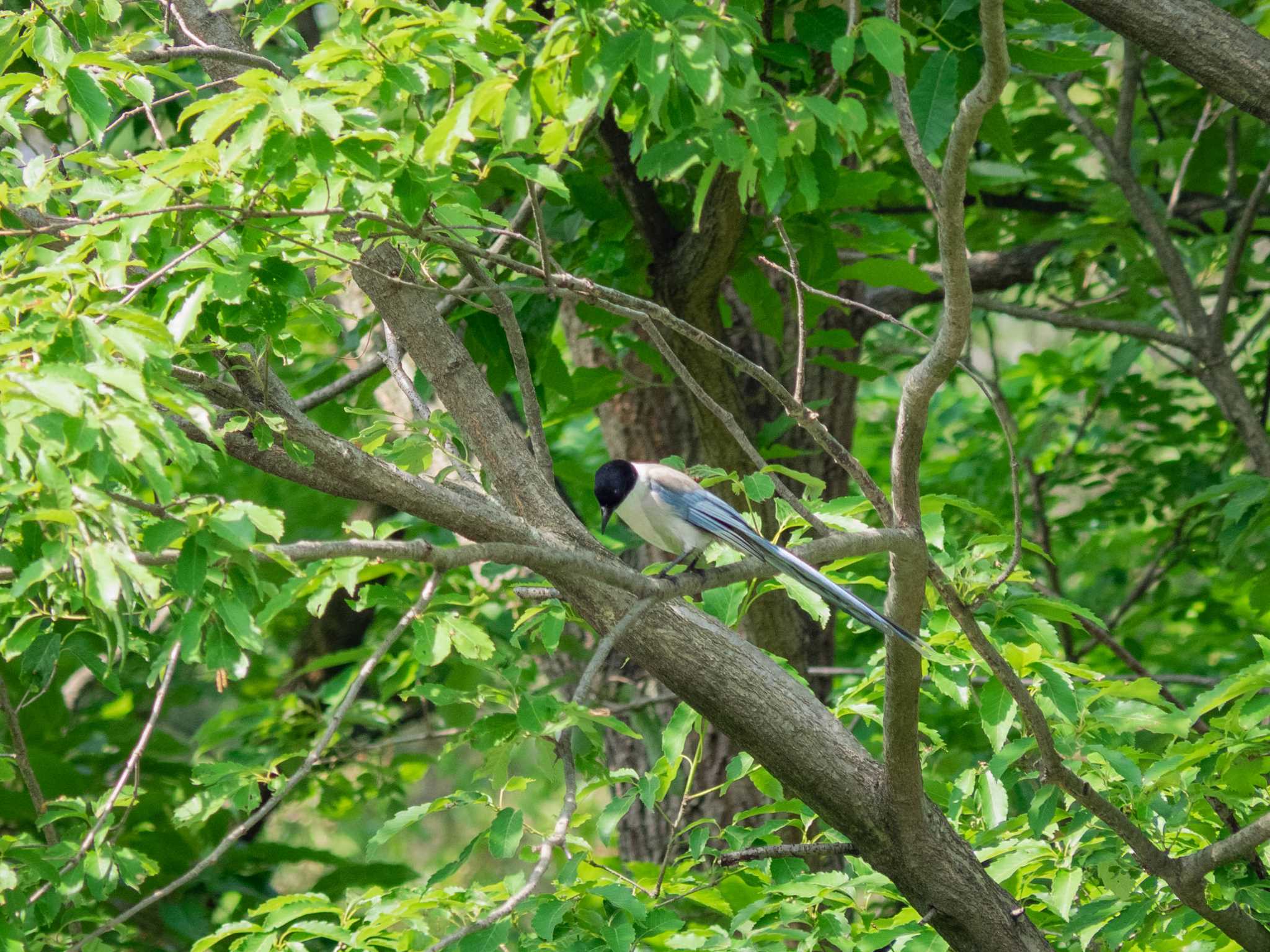 藤が丘公園 オナガの写真 by Tosh@Bird