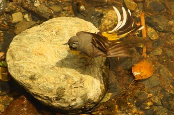 Grey Wagtail 陣馬山 Sun, 5/24/2020