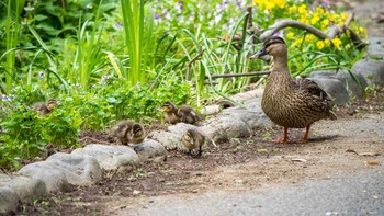 カルガモ 藤が丘公園 2020年6月3日(水)