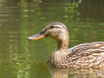 マガモ 藤が丘公園 2020年6月3日(水)