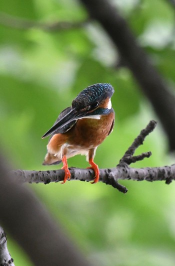 カワセミ 善福寺池 2020年6月3日(水)