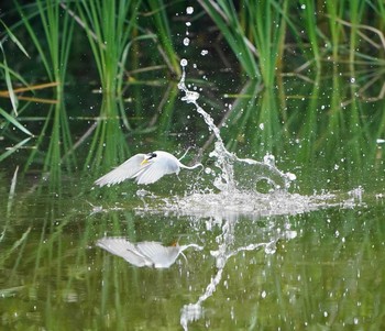 コアジサシ 草加市 2020年6月3日(水)