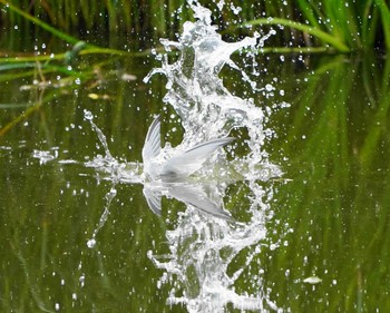 コアジサシ 草加市 2020年6月3日(水)