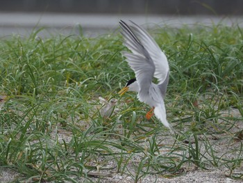 Little Tern 千葉県 Wed, 6/3/2020